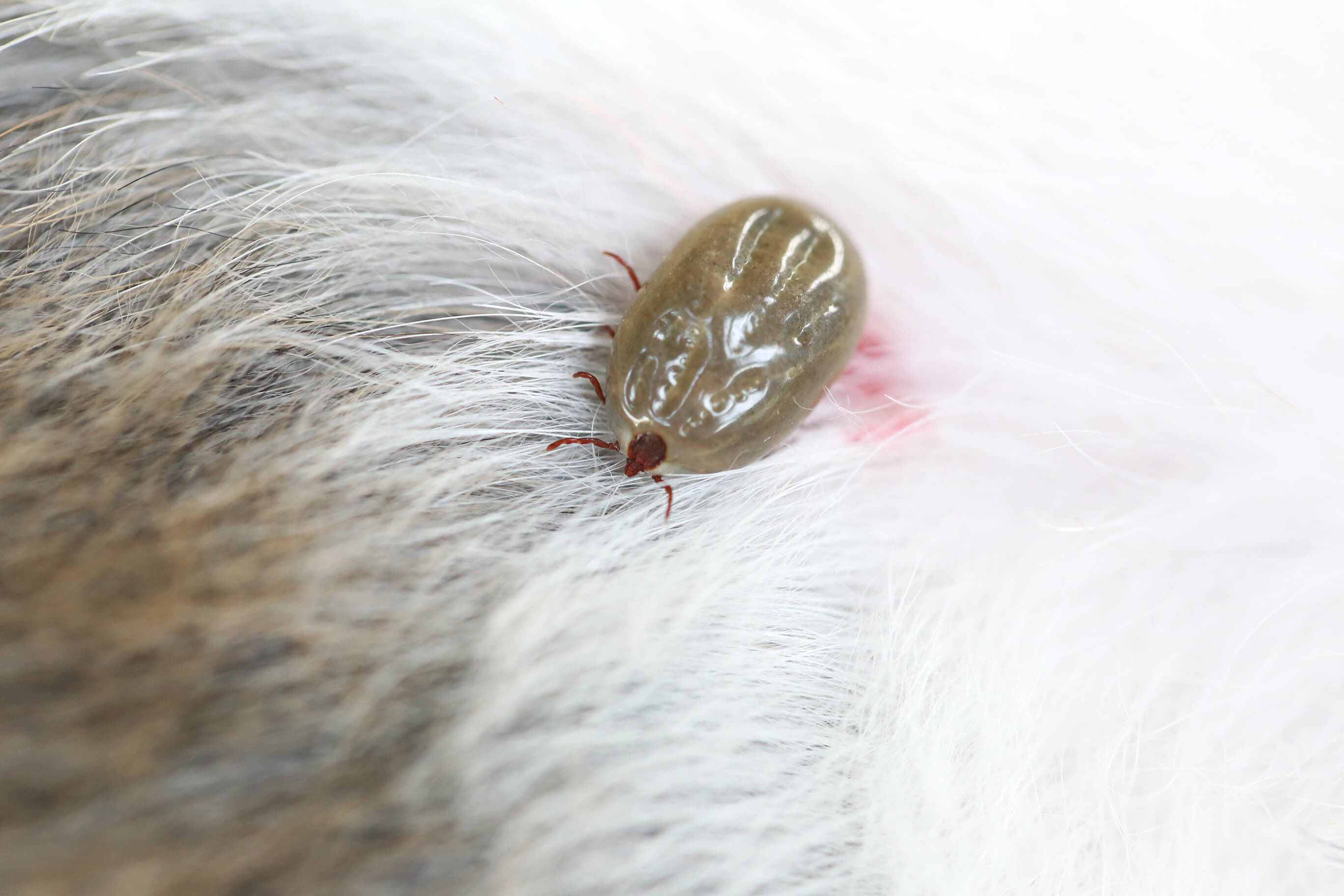 uk flea and tick treatment for cats