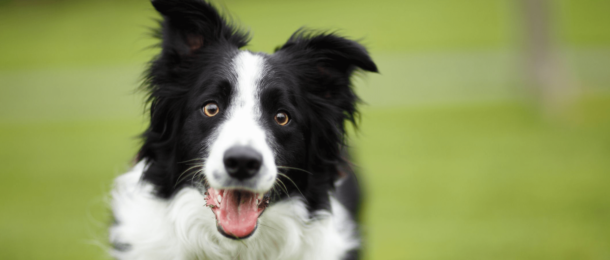 calm dog treats