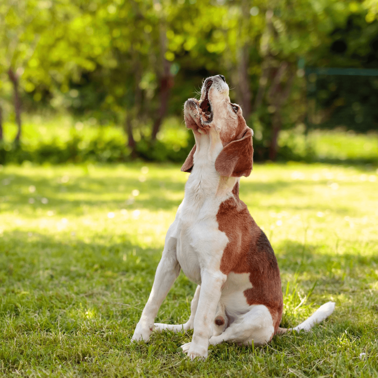 calming drops for dogs