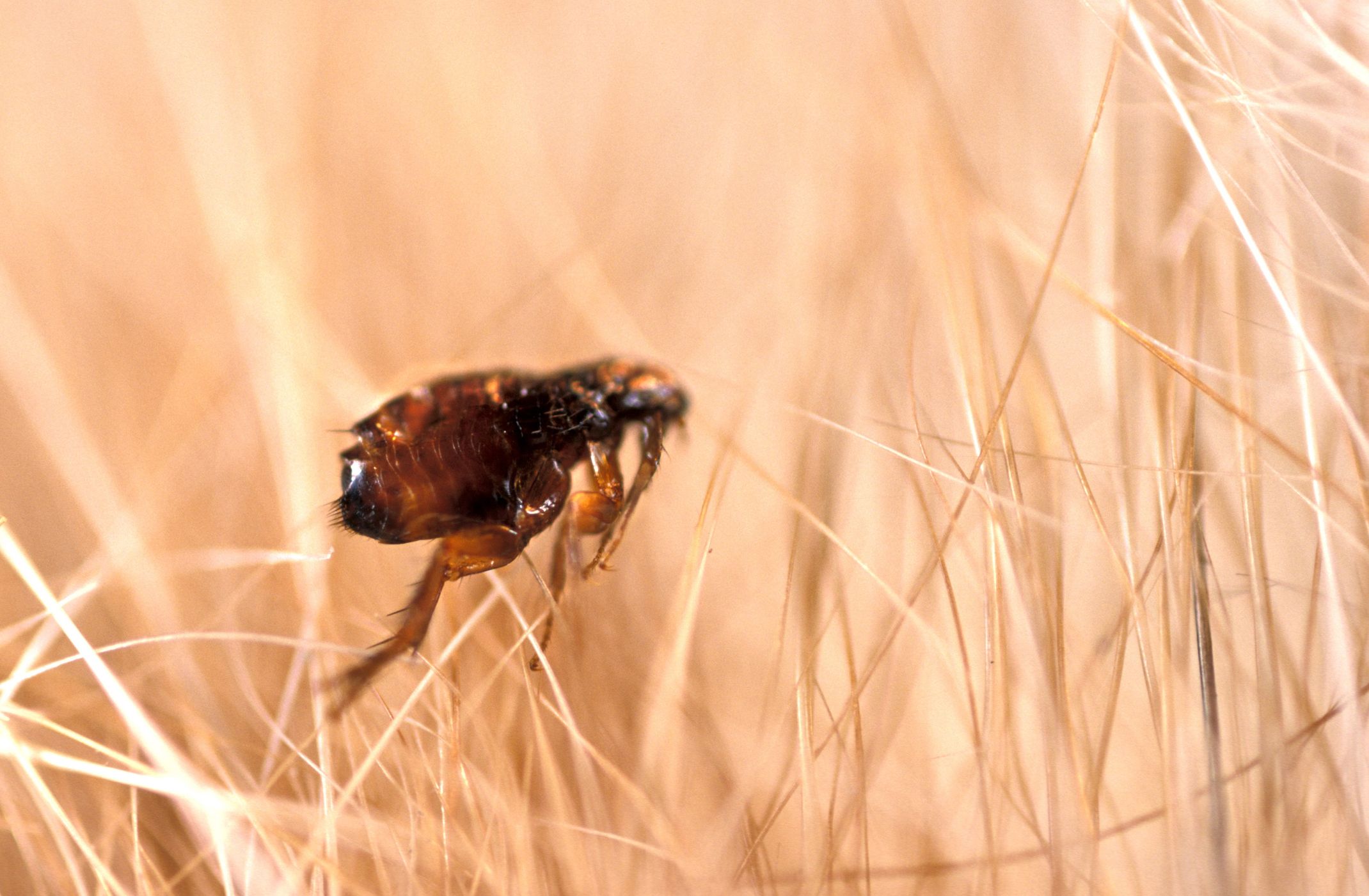 uk flea treatment cats