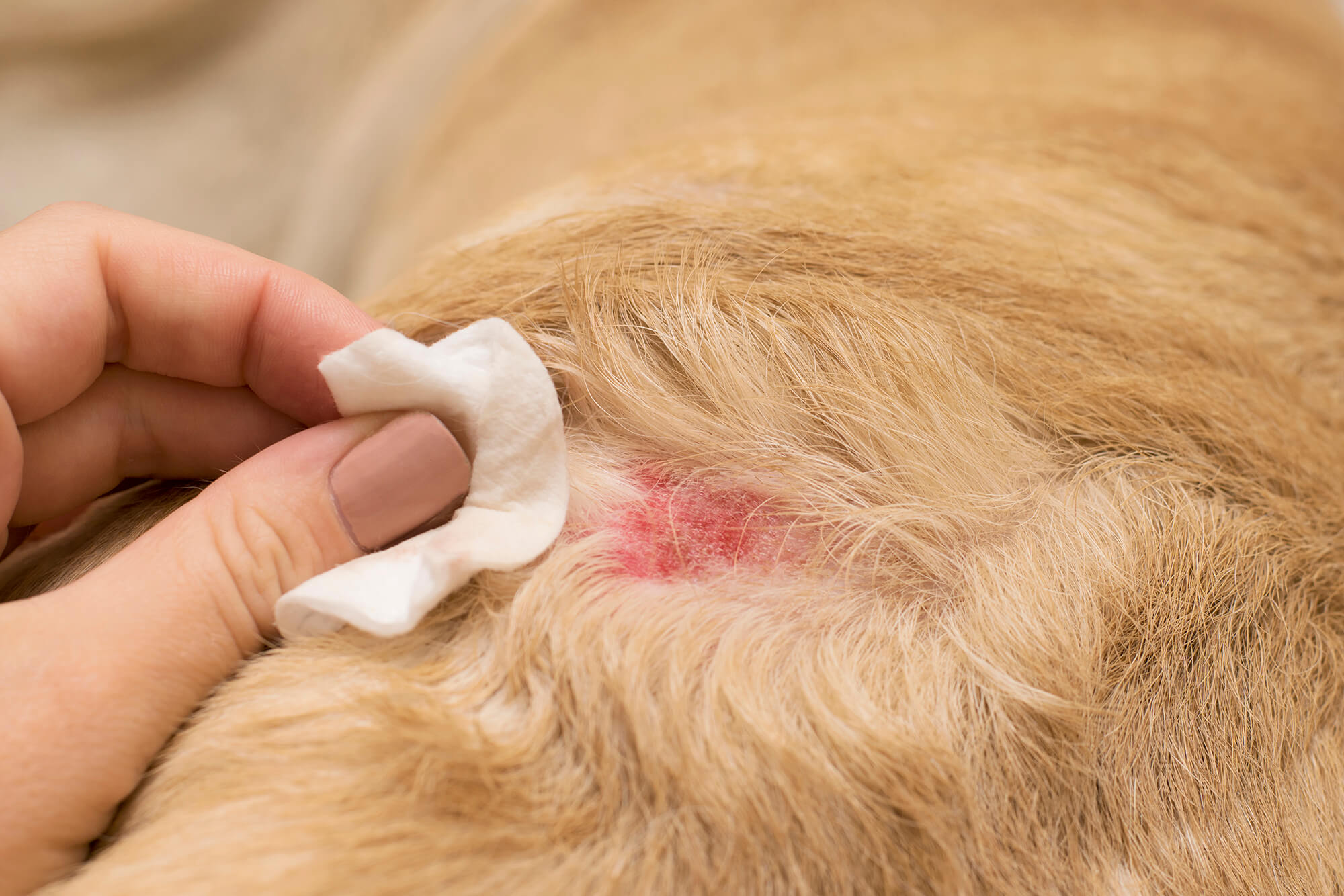 bacterial skin infection in dog uk