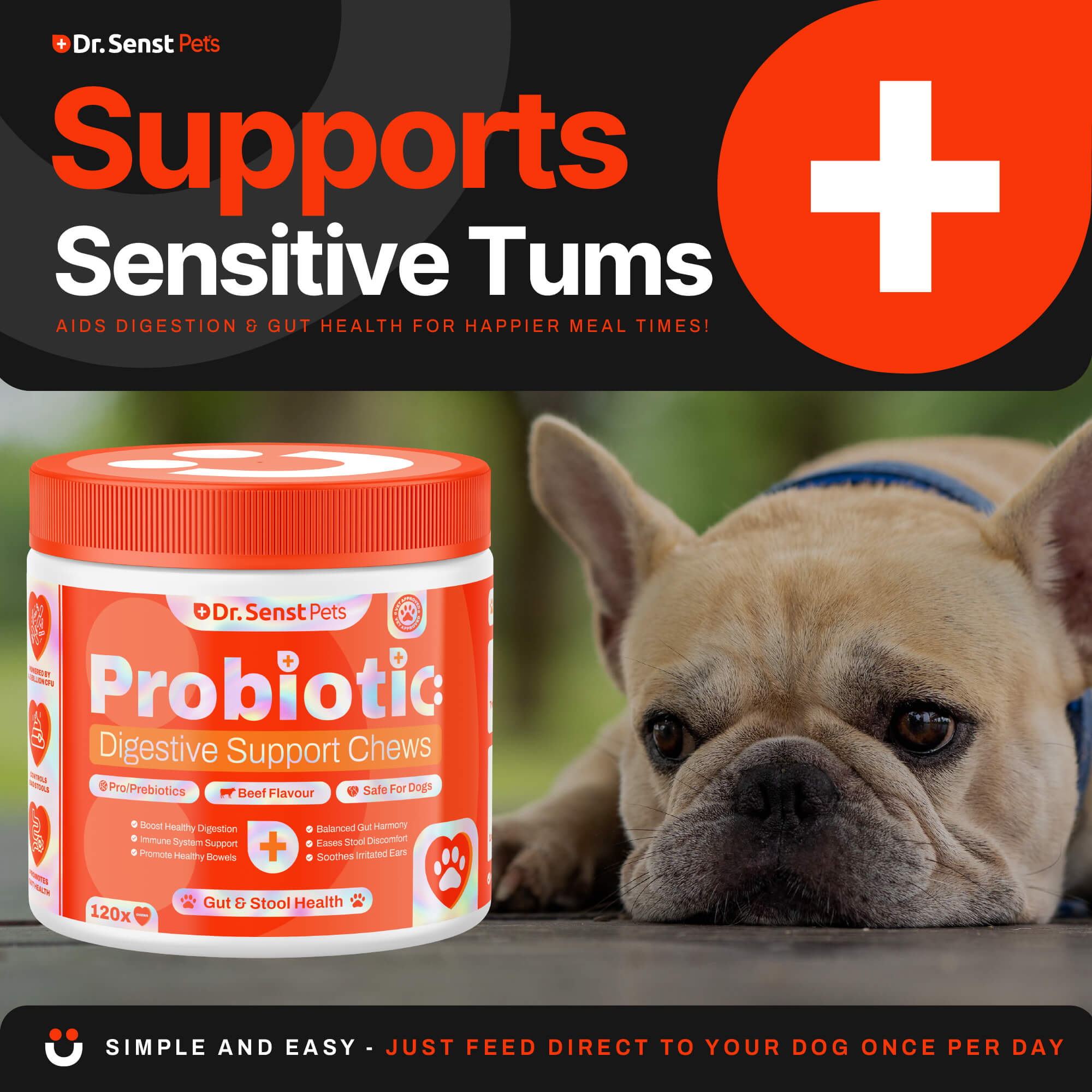 dog probiotics gut health