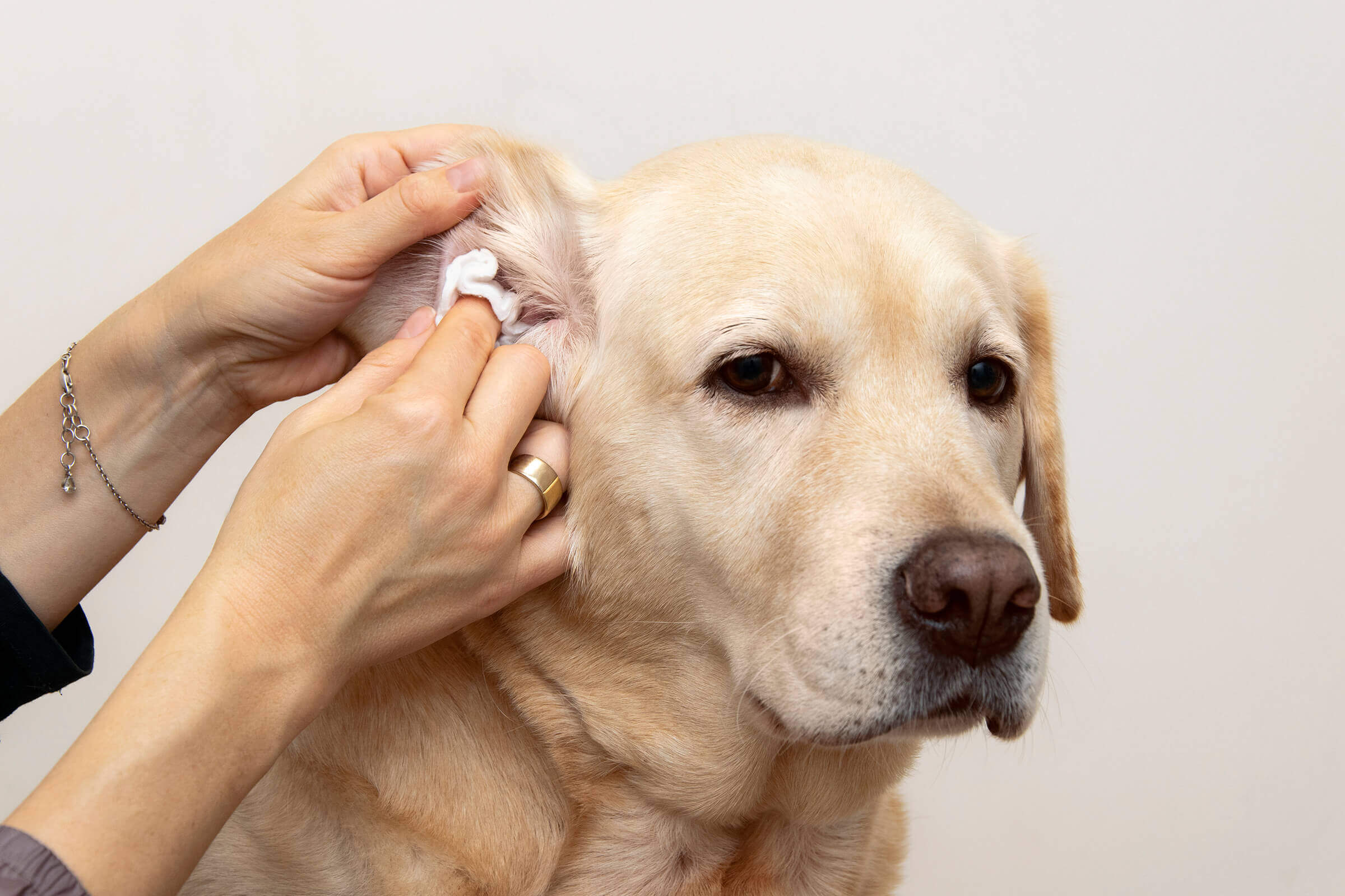 dogs ears yeast