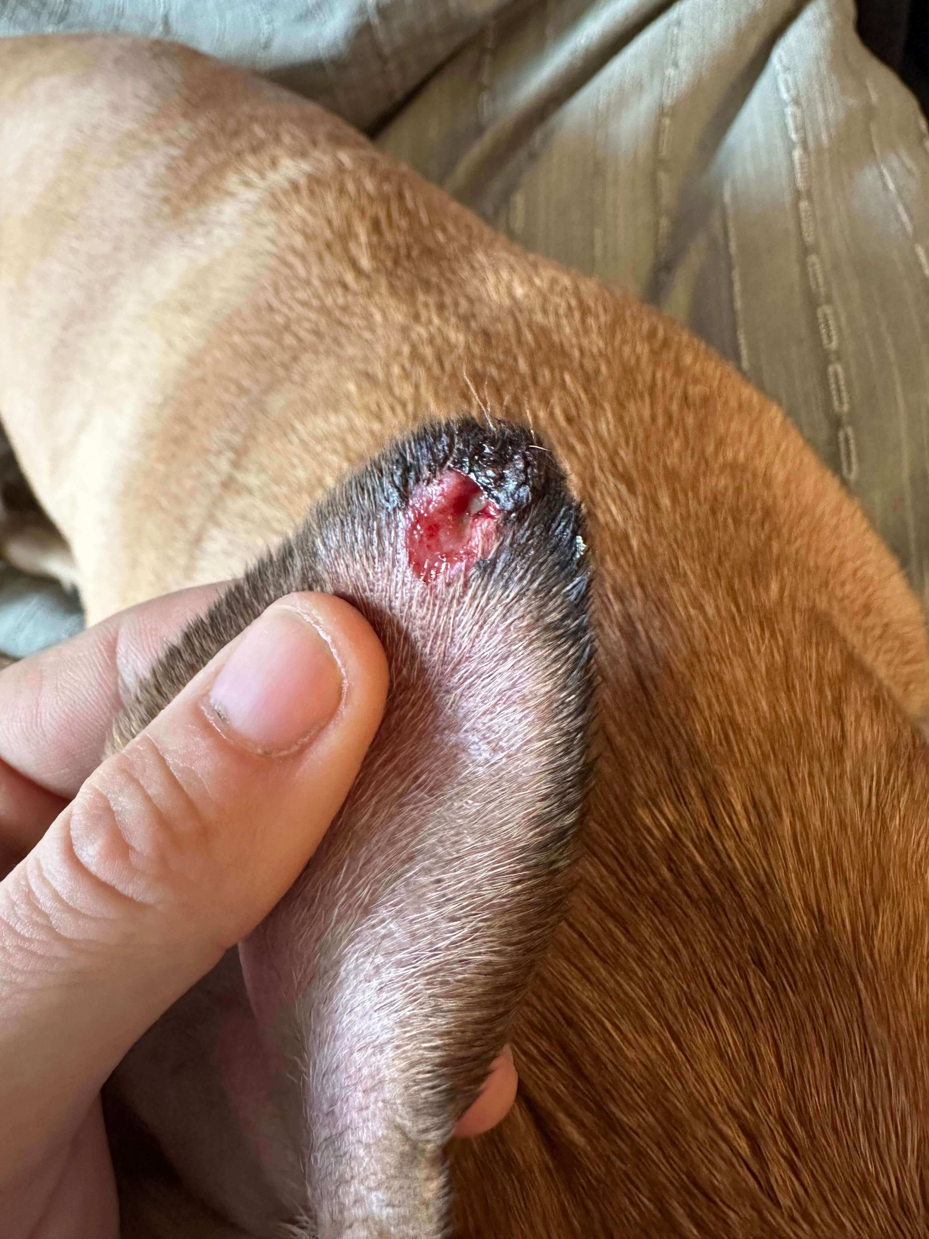 dog paw cuts uk