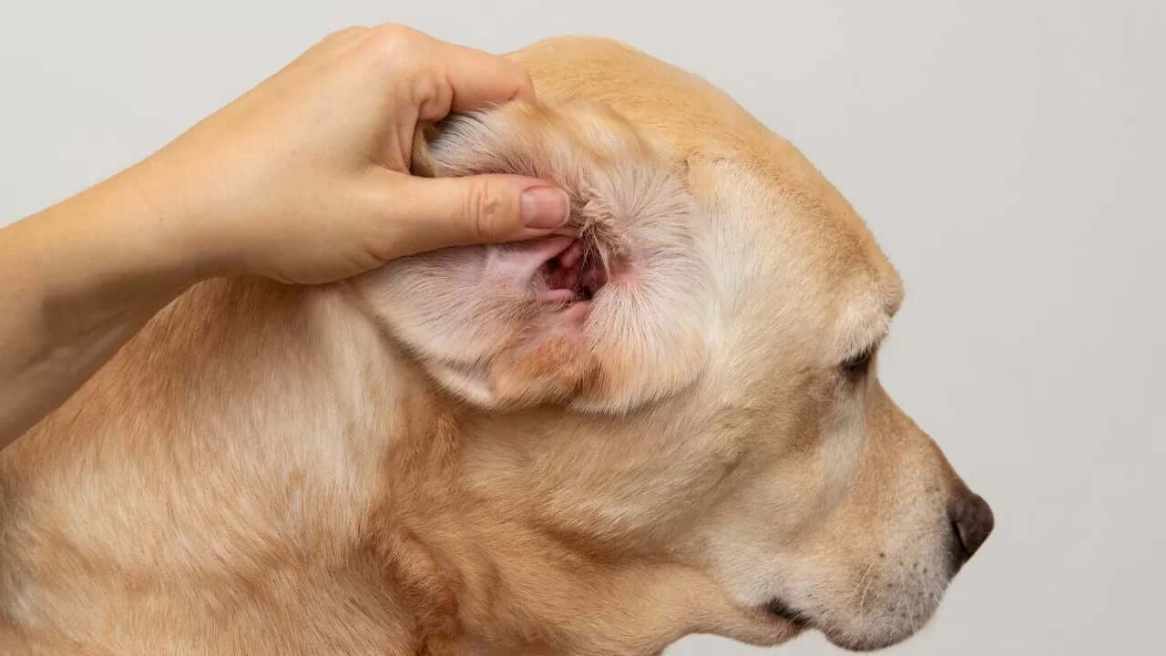 dogs ear yeast