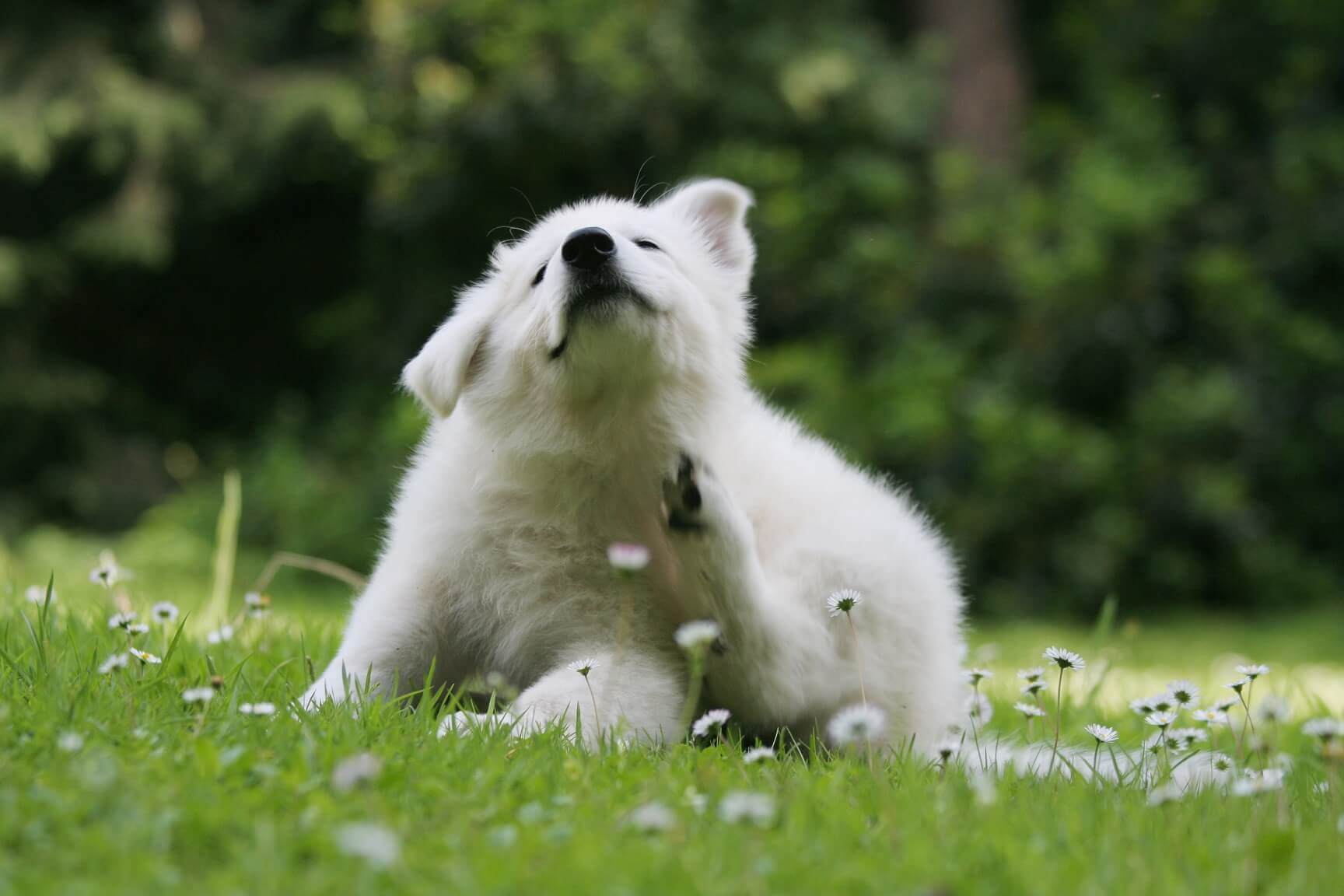 dogs with itchy skin relief