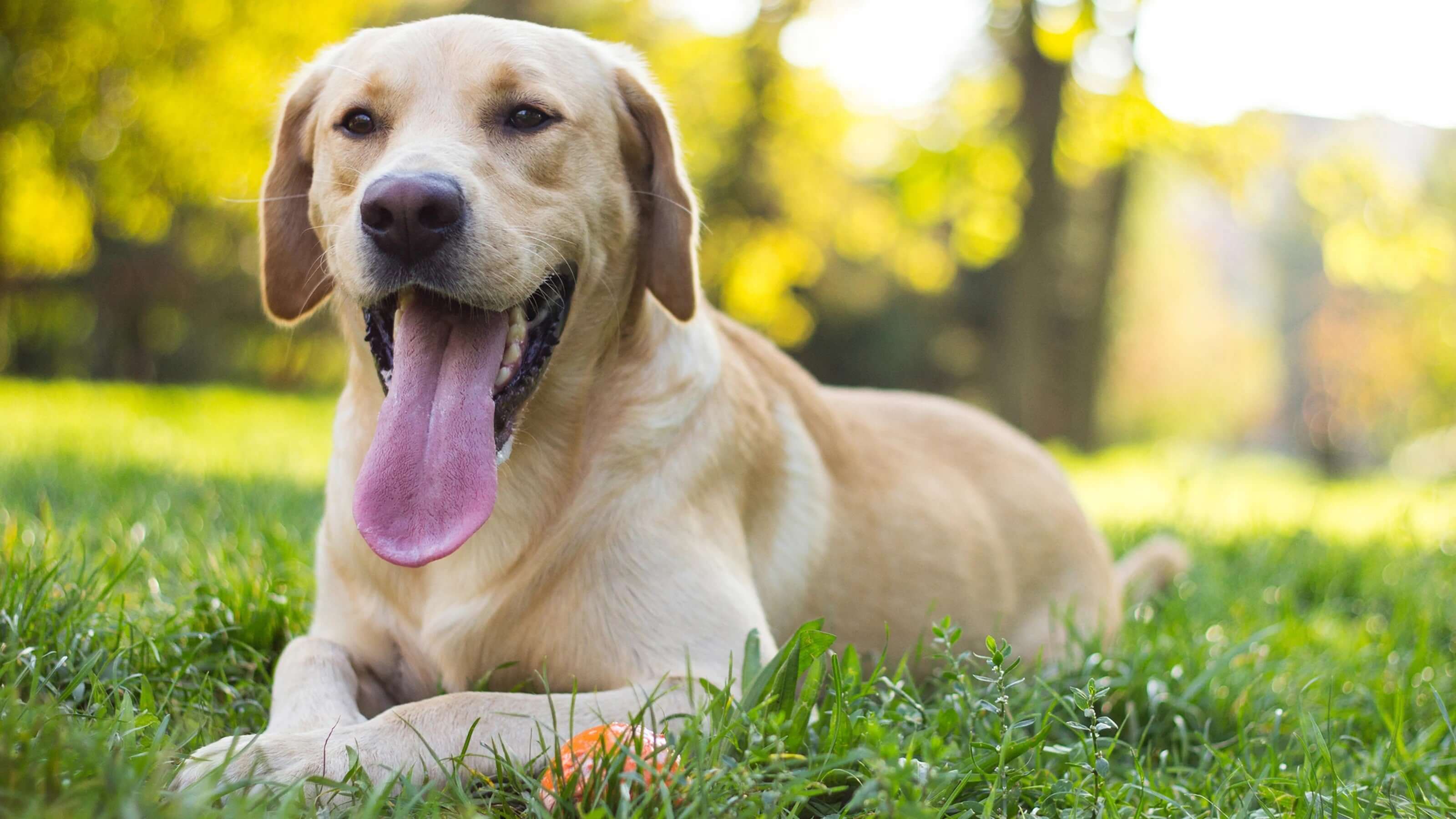 UK ear scratching in dogs