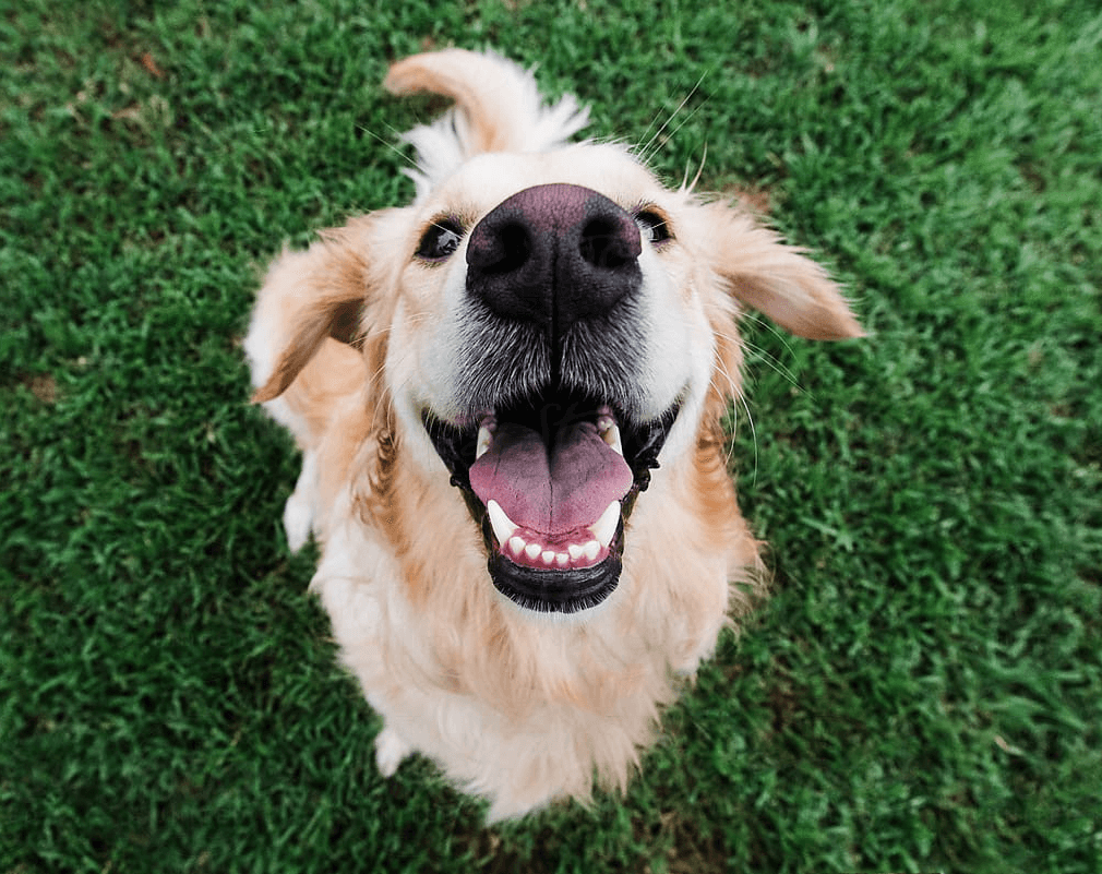 dog calming treats uk