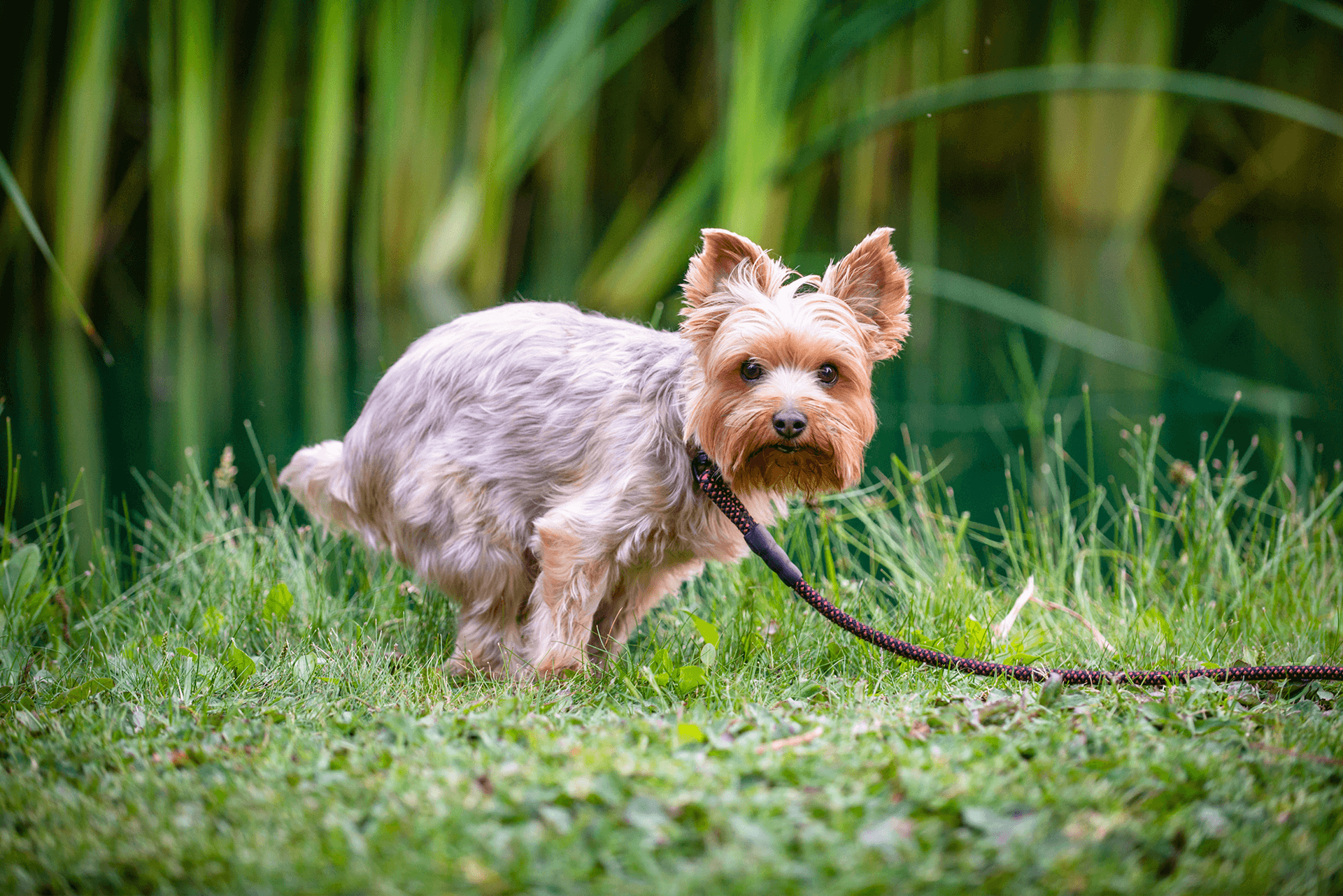 probiotic powder dogs