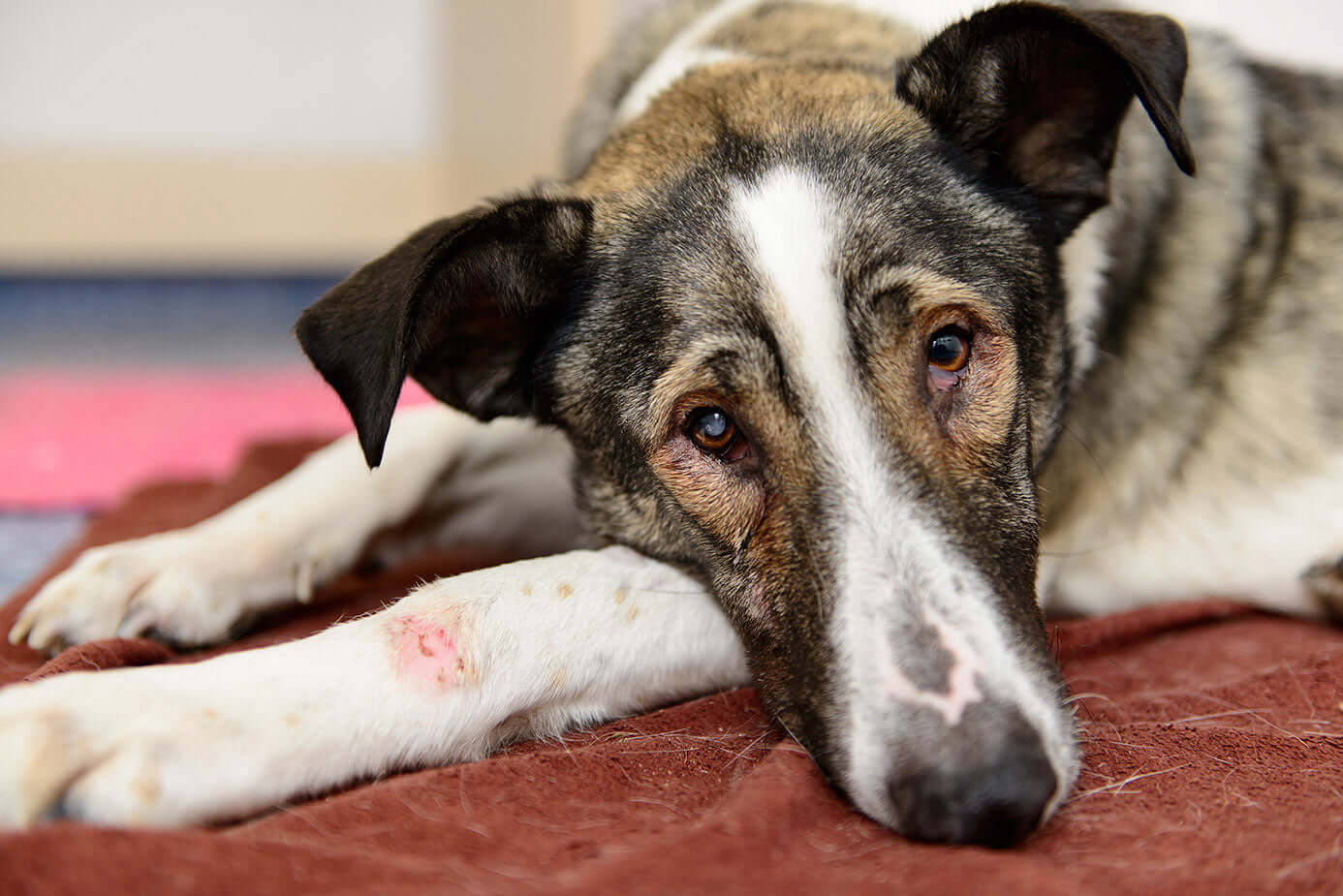 dog dental cleaning