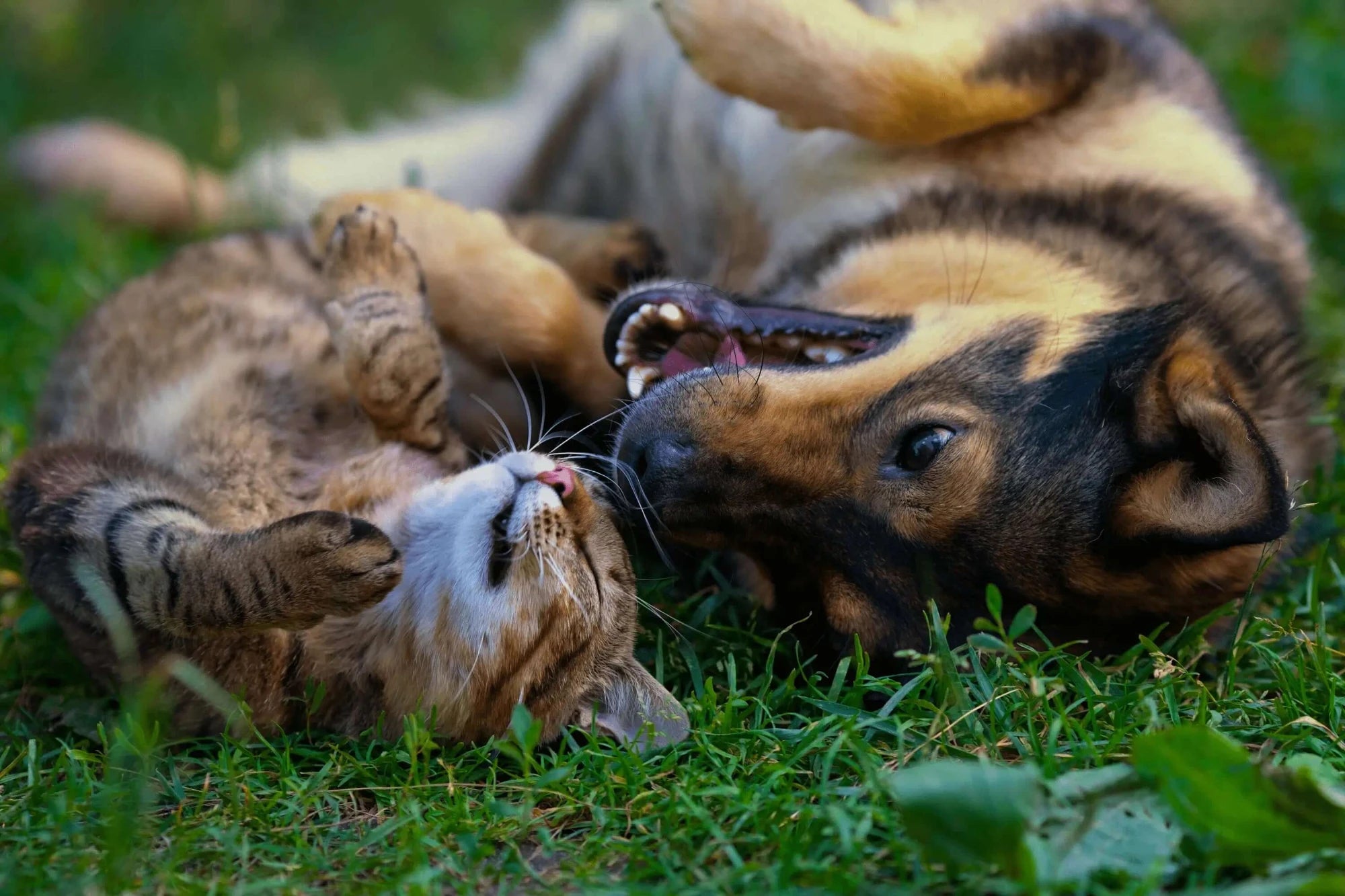 cat and dog