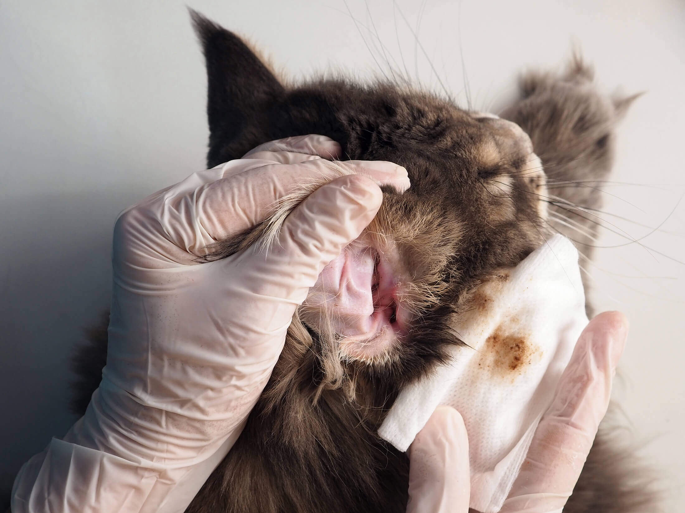 treating ear mites in cats