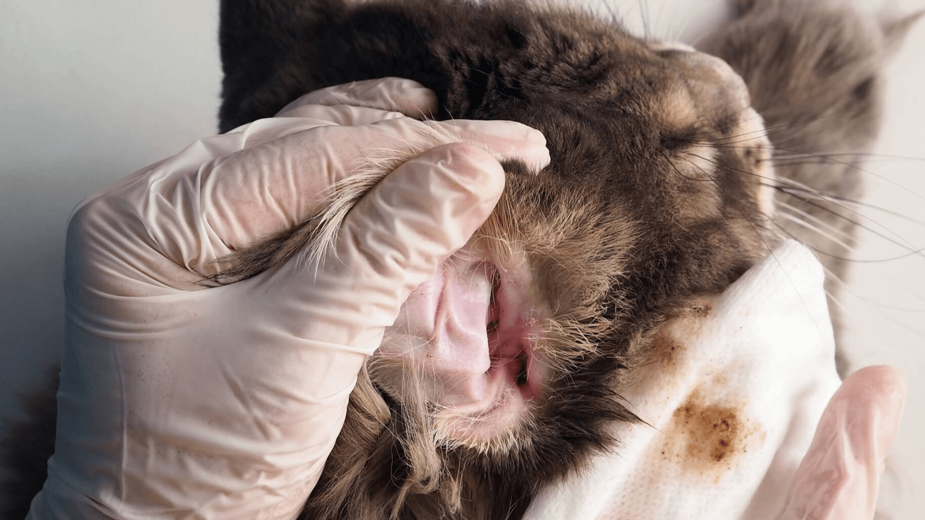 ear cleaning cats uk